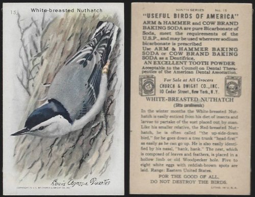 VICTORIAN TRADE CARD FOR ARM AND HAMMER BAKING SODA, USEFUL BIRDS OF AMERICA SERIES, THE WHITE BREASTED NUTHATCH