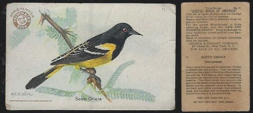 VICTORIAN TRADE CARD FOR CHURCH AND DWIGHT COW BRAND BAKING SODA, USEFUL BIRDS OF AMERICA SERIES, THE SCOTT ORIOLE