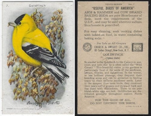 VICTORIAN TRADE CARD FOR ARM AND HAMMER BAKING SODA, USEFUL BIRDS OF AMERICA SERIES, THE GOLDFINCH