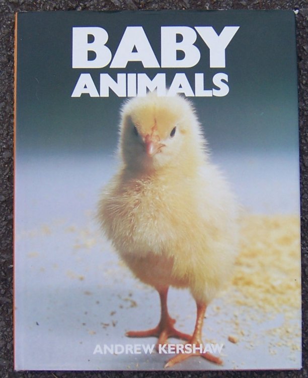 BABY ANIMALS