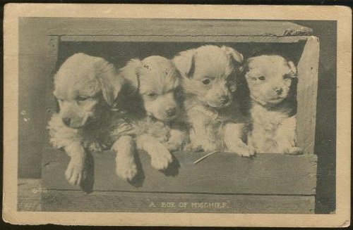 FOUR PUPPIES, BOX OF MISCHIEF