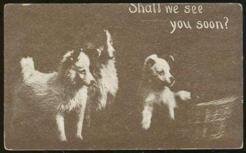 THREE PUPPIES ASKING SHALL WE SEE YOU SOON