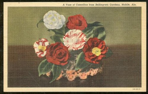 VASE OF CAMELLIAS FROM BELLINGRATH, MOBILE, ALABAMA