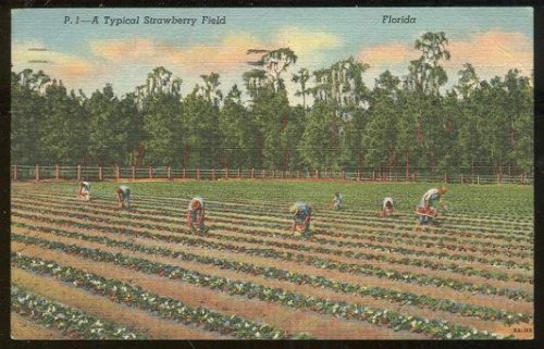 TYPICAL STRAWBERRY FIELD, FLORIDA