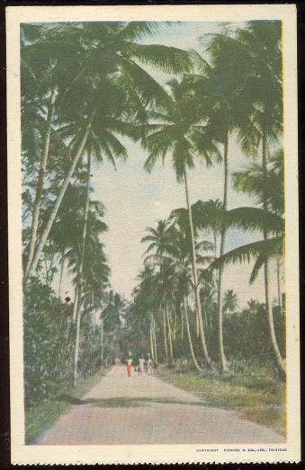 THREE PEOPLE ON PALM LINED WALK IN TRINIDAD