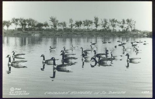 REAL PHOTO POSTCARD OF CANADIAN HONKERS IN SOUTH DAKOTA