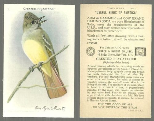 VICTORIAN TRADE CARD FOR ARM AND HAMMER BAKING SODA, USEFUL BIRDS OF AMERICA SERIES, THE FLYCATCHER
