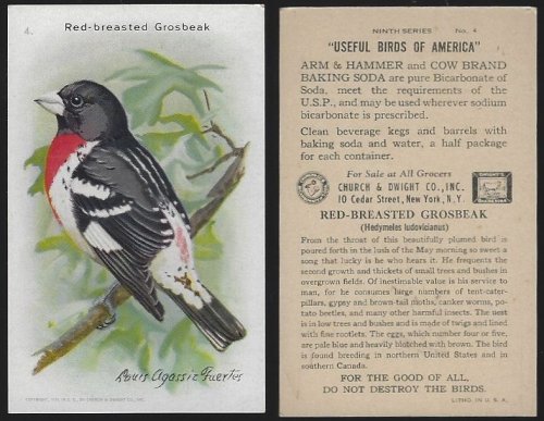 VICTORIAN TRADE CARD FOR ARM AND HAMMER BAKING SODA, USEFUL BIRDS OF AMERICA SERIES, THE RED-BREASTED GROSBEAK