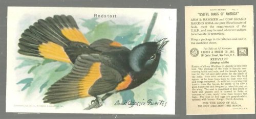 VICTORIAN TRADE CARD FOR ARM AND HAMMER BAKING SODA, USEFUL BIRDS OF AMERICA SERIES, THE REDSTART