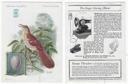 VICTORIAN TRADE CARD FOR SINGER SEWING MACHINE AMERICAN SONG BIRDS SERIES BROWN THRASHER