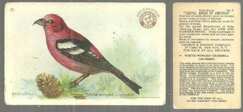 VICTORIAN TRADE CARD FOR CHURCH AND DWIGHT COW BRAND BAKING SODA, USEFUL BIRDS OF AMERICA SERIES, THE WHITE-WINGED CROSSBILL