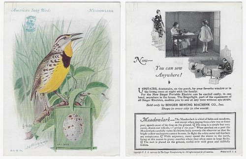 VICTORIAN TRADE CARD FOR SINGER SEWING MACHINE AMERICAN SONG BIRDS SERIES THE MEADOWLARK