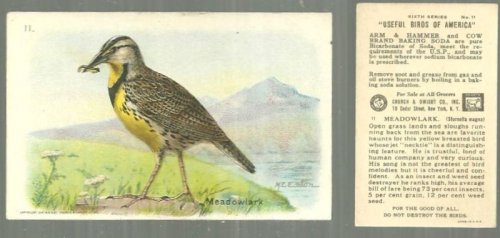 VICTORIAN TRADE CARD FOR ARM AND HAMMER BAKING SODA, USEFUL BIRDS OF AMERICA SERIES, THE MEADOWLARK