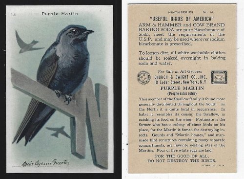 VICTORIAN TRADE CARD FOR ARM AND HAMMER AND COW BRAND BAKING SODA, USEFUL BIRDS OF AMERICA SERIES, THE PURPLE MARTIN