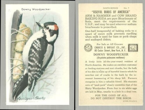VICTORIAN TRADE CARD FOR ARM AND HAMMER BAKING SODA, USEFUL BIRDS OF AMERICA SERIES, THE DOWNY WOODPECKER