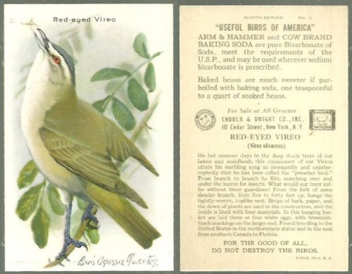 VICTORIAN TRADE CARD FOR ARM AND HAMMER BAKING SODA, USEFUL BIRDS OF AMERICA SERIES, THE RED-EYED VIREO