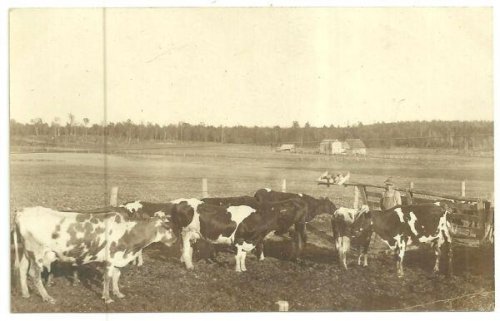 REAL PHOTO POSTCARD OF COWS AND FARMER, MEDFORD, WISCONSIN