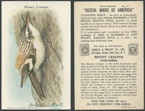 VICTORIAN TRADE CARD FOR ARM AND HAMMER BAKING SODA, USEFUL BIRDS OF AMERICA SERIES, THE BROWN CREEPER