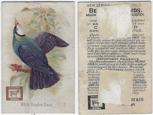VICTORIAN TRADE CARD FOR ARM AND HAMMER BAKING SODA, BEAUTIFUL BIRDS SERIES, THE WHITE HEADED DOVE