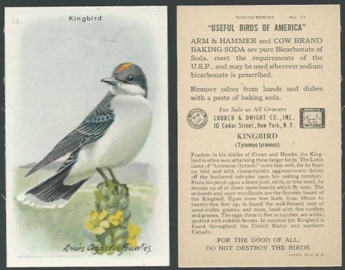 VICTORIAN TRADE CARD FOR ARM AND HAMMER BAKING SODA, USEFUL BIRDS OF AMERICA SERIES, THE KINGBIRD