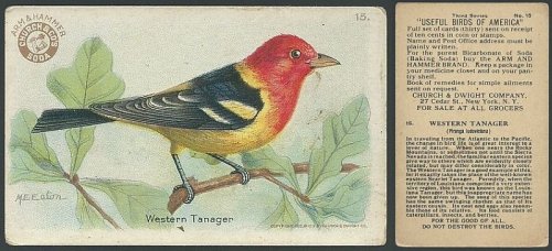 VICTORIAN TRADE CARD FOR ARM AND HAMMER BAKING SODA, USEFUL BIRDS OF AMERICA SERIES, WESTERN TANAGER