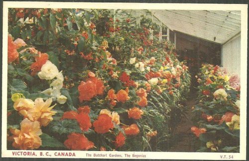 BEGONIAS, THE BUTCHART GARDENS, VICTORIA, BRITISH COLUMBIA, CANADA