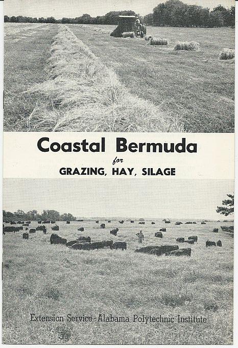 COASTAL BERMUDA FOR GRAZING, HAY, SILAGE