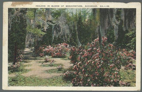 AZALEAS IN BLOOM AT BONAVENTURE, SAVANNAH, GEORGIA