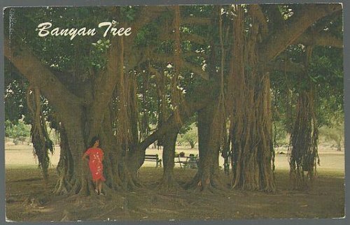 BANYAN TREE, HONOLULU, HAWAII