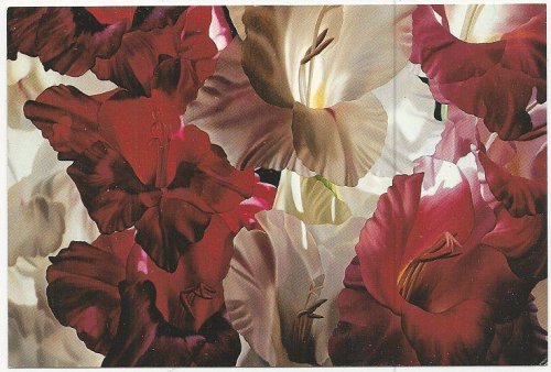 WINIFRED GODFREY POSTCARD OF MULTICOLOR GLADIOLI, OIL ON CANVAS