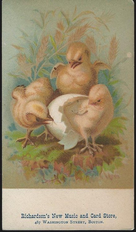 VICTORIAN TRADE CARD FOR RICHARDSON'S NEW MUSIC AND CARD STORE WITH CHICKS