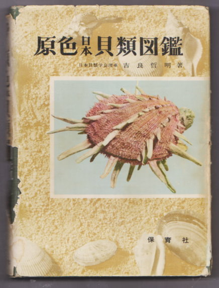 Image for Coloured Illustrations of the Shells of Japan Coloured Illustrations of the Shells of Japan