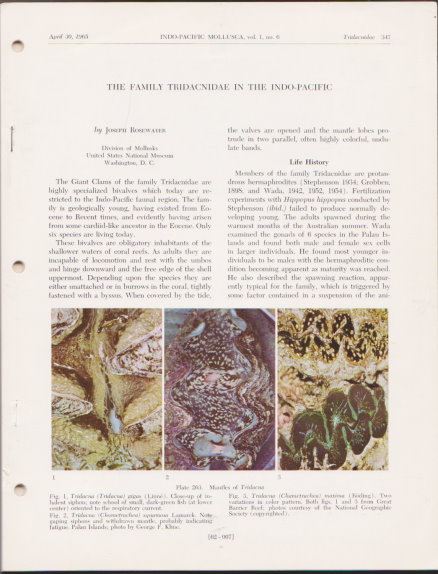Indo-Pacific Mollusca : Monographs of Marine Mollusks of Tropical Western Pacific and Indian Oceans
