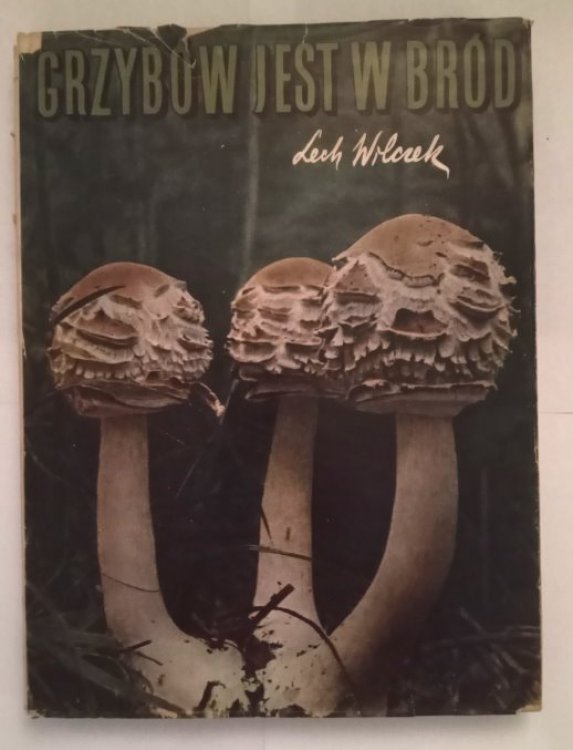 Image for Grzybow Jest W Brod : Mushrooms in the Wild Grzybow Jest W Brod : Mushrooms in the Wild