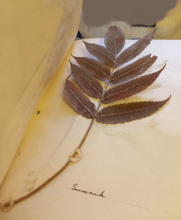 Trees : Album with Botanical Specimens