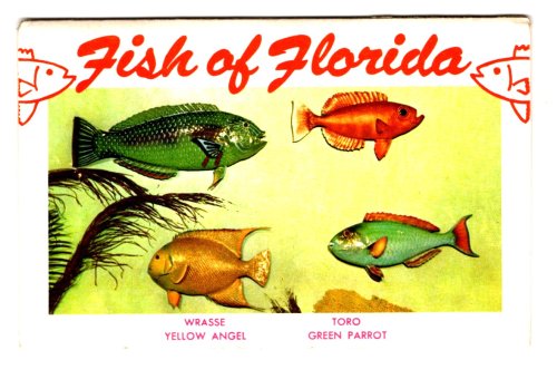 Fish of Florida : For Sport Fishing