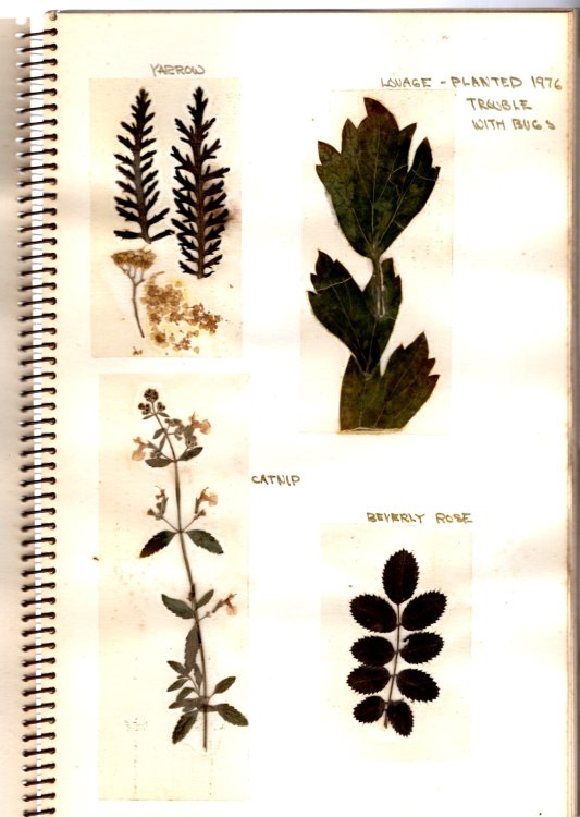 Plants and Herbs : Album with Botanical Specimens