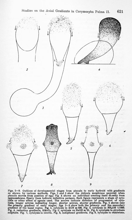 Studies on the axial gradients in Corymorpha palma. I. Respiratory, electric and reconstitutional gradients (authored with L. H. Hyman) TOGETHER WITH Studies on the axial gradients in Corymorpha palma. II. Differential susceptibility, penetration and oxidation-reduction in development and reconstitu