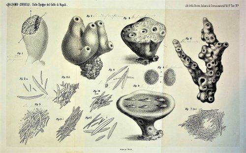 Di alcuni spongiari del Golfo di Napoli [On some sponges in the Gulf of Naples]