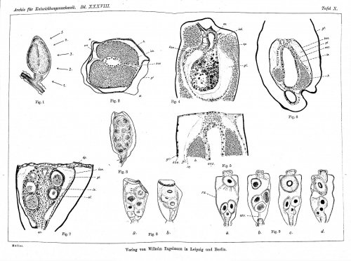 Die regeneration der gonophore bei den hydroiden und anschliessende biologische beobachtungen [Regeneration of the gonophore in hydroids and subsequent biological observations]. Vol. I. Athecata; Vol. II. Thecata