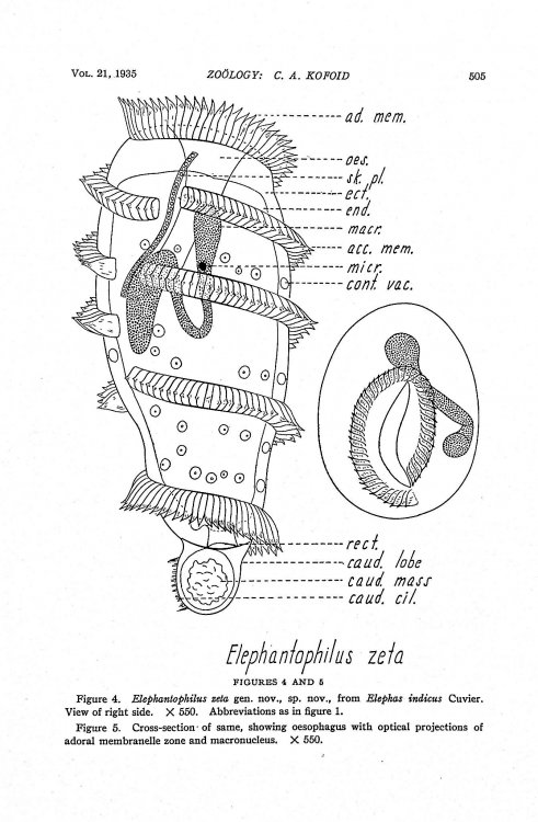 Image for On two remarkable ciliate protozoa from the caecum of the Indian elephant On two remarkable ciliate protozoa from the caecum of the Indian elephant