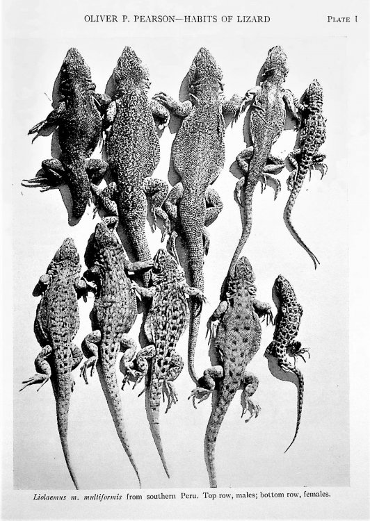 Collection of 36 offprints by legendary ecologist and Director of the Museum of Vertebrate Zoology, UC Berkeley