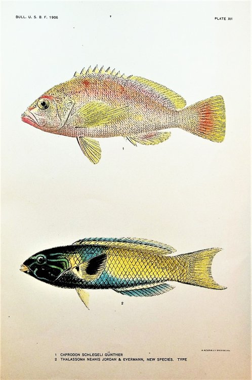 A collection of offprints on the biology and classification of fishes