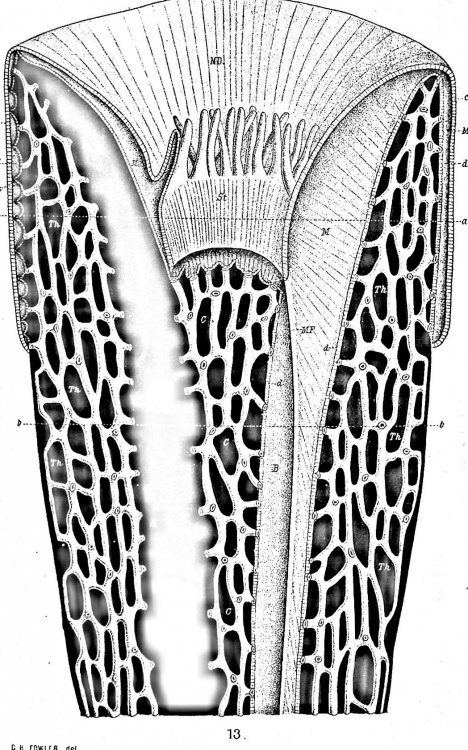 The anatomy of the Madreporaria, Parts I (Studies from the Biological Laboratories of the Owens College, Vol. I, 1886), II, and III (Quarterly Journal of the Microscopical Sciences, Vol. xxvii, 1886)