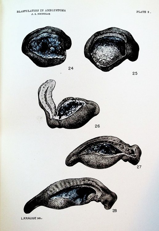 The development of rat embryos in tissue culture. Proceedings of the National Academy of Sciences. December, 1934. TOGETHER WITH 15 additional offprints