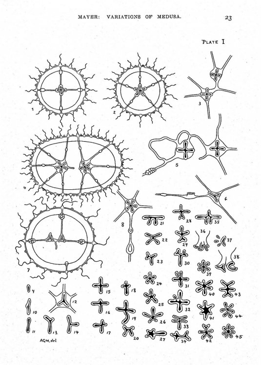 Reports on the Scientific Results of the Expedition to the Tropical Pacific, in Charge of Alexander Agassiz, by the U. S. Fish Commission Steamer Albatross from August, 1899, to March, 1900, Commander Jefferson F Moser, U. S. N., Commanding. III. Medusae, TOGETHER WITH 4 additional monographs on med