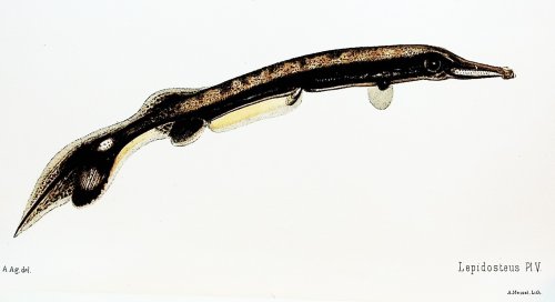 The development of Lepidosteus TOGETHER WITH 4 other offprints on embryology and comparative anatomy of fish from the Museum of Comparative Zoology at Harvard College