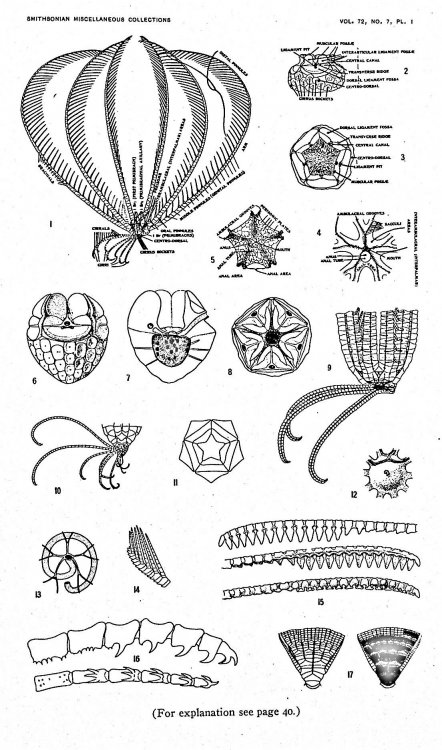 Sea-Lilies and Feather-Stars