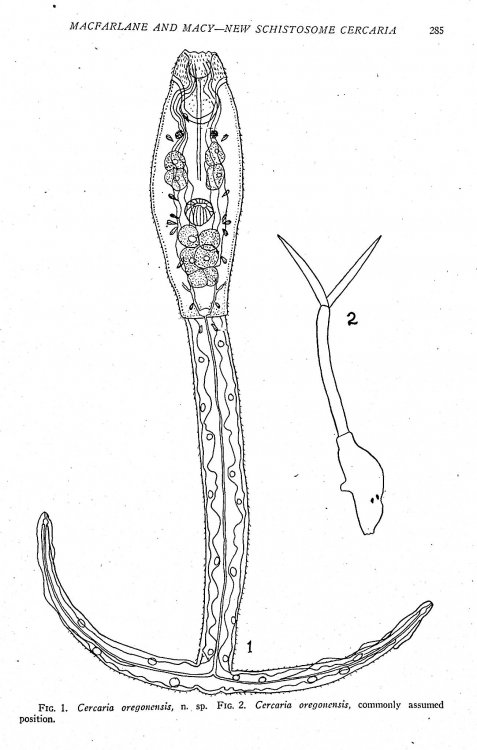 Collection of 70 offprints on trematodes