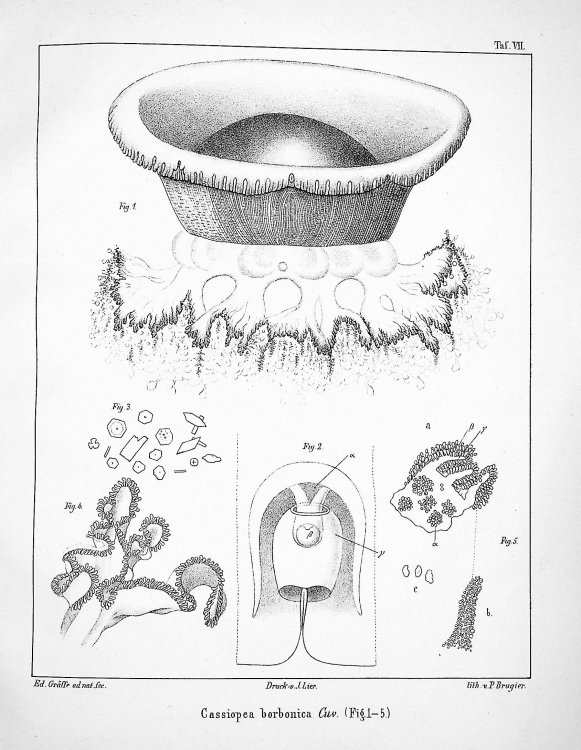 Beobachtungen Uber Radiaten und Wurmer in Nizza [Observations on radiata and worms in Nice] TOGETHER WITH Nachtrag zu dem Aufsatz uber Polycoryne helleri; Gastrodelphis clausii, nov. gen. et spec. [Polycoryne Helleri, a new genus of corynids; Gastrodelphis clausii, a new genus and species]